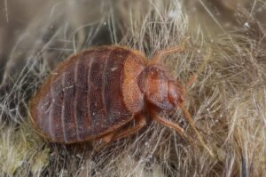 Can Bed Bugs Travel in Your Hair? 
