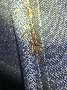 Can Bed Bugs Travel on Clothes You're Wearing?