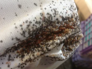 Can Bed Bugs Travel in Your Hair? 