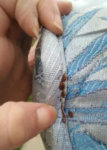 Can Bed Bugs Travel in Your Hair? 