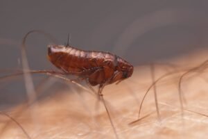 Can Fleas Travel on Humans to Another House?