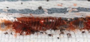 Can Bed Bugs Travel in Your Hair? 